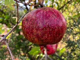 ripe big red Pomagranate at Branch tree