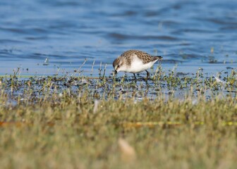 Little stint bird standing in the water. Calidris minuta. Erolia minuta. The little stint, is a very small wader.