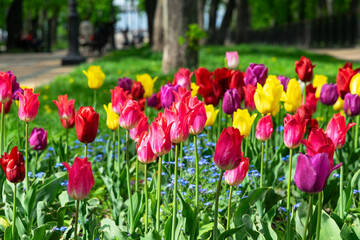 Obraz premium Bright pink tulip buds and fresh green leaves