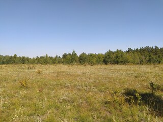 field of grass and sky