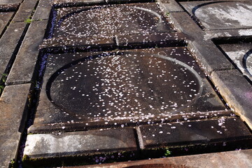 堤防に散った河津桜の花びら