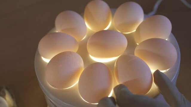 chicken eggs shine through an ovoscope