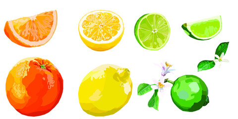 Set of various citrus fruits. Orange, lime and lemon fruit