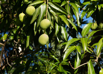 green small mango fruits on the background of leaves on a bright sunny day.Tropical fruits on the trees