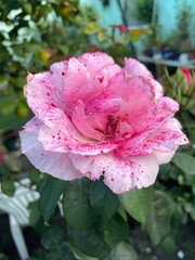 pink rose in garden