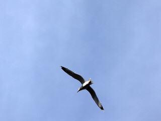 seagull flies against the blue sky