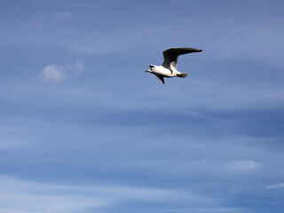 Fototapeta na wymiar seagull flies against the blue sky