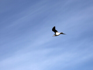 seagull flies against the blue sky