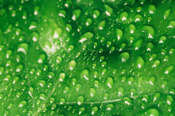 Round drops of water on bright green leaf.