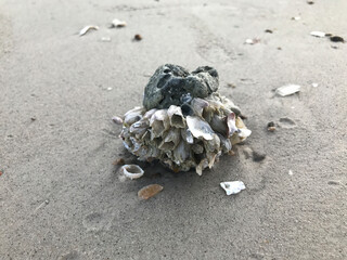 Barnacle attached to a stone on the beach in Thailand.