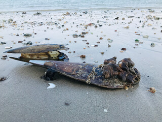 Barnacle attached to a shell on the beach in Thailand.