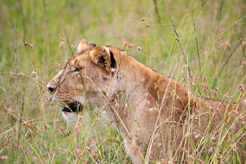 Lioness face in the grass in Masai Mara National Park, Kenya