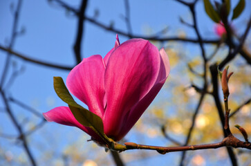 Magnolia tree blossom. Magnolia 'Spectrum' (Purple Pink) at the branch of a tree at thr blu sky background blooming in the spring park. Macro photo outdoors