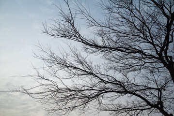 Fototapeta na wymiar 손처럼 쭉 뻗어있는 나뭇가지
