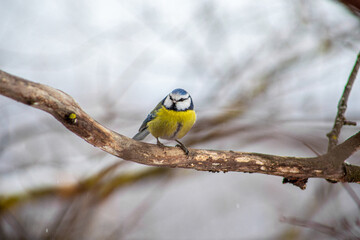 yellow wagtail on a branch