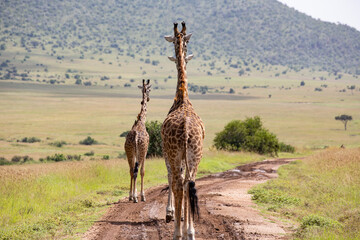 Giraffes herd in Masai Mara National Park, Kenya