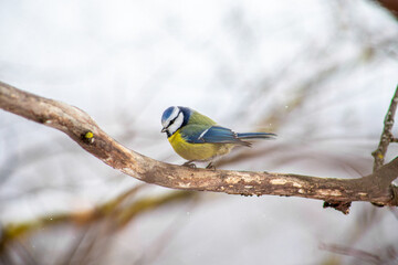 bird on a branch