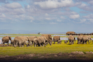 African elephants at sunrise in Amboseli National Park, Kenya