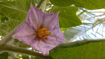 eggplant flower blossoms in my garden