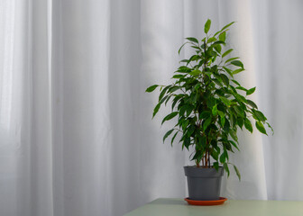 green leaf plant on wooden table and white curtains background