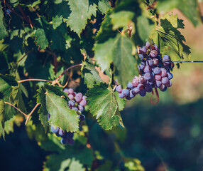 close-up grapes in the vineyard