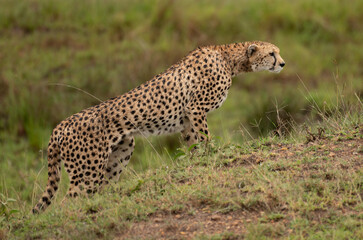 Wild cute cheetah chilling in the grass in Masai Mara National Reserve, Kenya