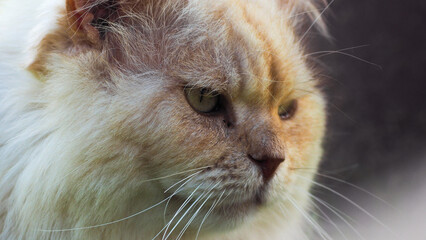 Voici Guizmo, un adorable chat persan très câlin et protecteur, qui rendra votre vie plus...