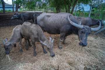 Thai buffalo herd is grazing