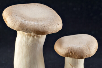 King trumpet mushroom (Pleurotus eryngii) artificially cultured in Japan