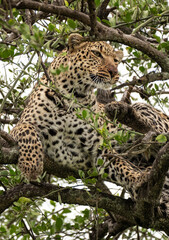 Leopard chilling on the tree in Masai Mara National Park, Kenya