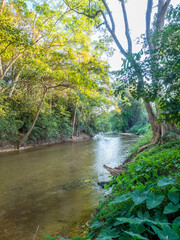 Shallow stream flow along green forest in summer