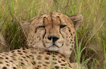 Wild cute cheetah chilling in the grass in Masai Mara National Reserve, Kenya