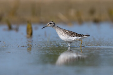 Bird in a water