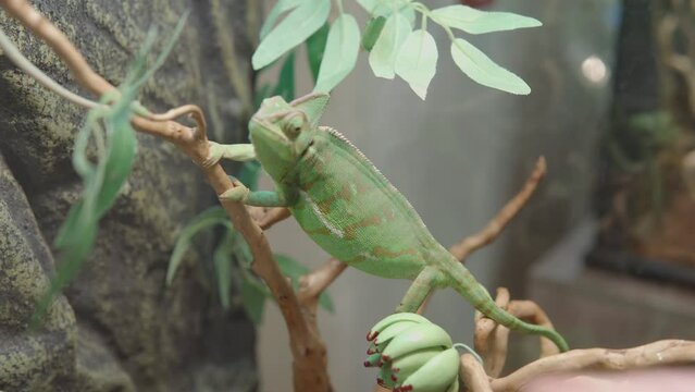 Close up of young chameleon chamaeleonidae or chamaeleo calyptratus eats an insect.