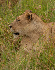 Obraz na płótnie Canvas Lioness face in the grass in Masai Mara National Park, Kenya