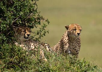 Wild cute cheetah chilling in the grass in Masai Mara National Reserve, Kenya