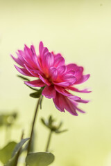 detail of an pink dahlia flower in a garden with blurred background. Isolated single dahlia. 