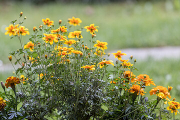close-up of a colorful blossom of coreopsis verticillata against a colorful and green natural blurred background. Yellow bloom.