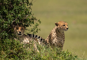 Wild cute cheetah chilling in the grass in Masai Mara National Reserve, Kenya