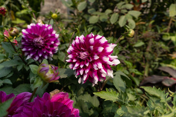 Obraz premium pink and purple flowers
