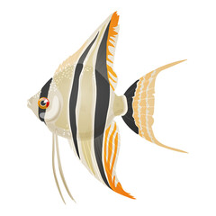 Vector illustration of freshwater aquarium angelfish, pterophyllum scalare - obrazy, fototapety, plakaty