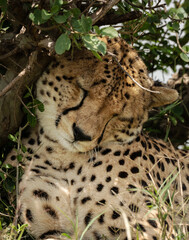 Wild cute cheetah chilling in the grass in Masai Mara National Reserve, Kenya