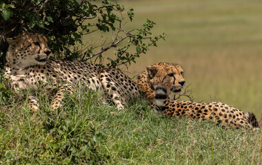 Wild cute cheetah chilling in the grass in Masai Mara National Reserve, Kenya