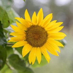 Helianthus annuus flower, the common sunflower, is a large annual forb of the genus Helianthus grown as a crop for its edible oil and edible seeds