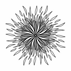 Floral, hand drawn aster mandala flowers in doodle style isolated on white background. Funny and cute coloring for seasonal design, textile, decoration kids playroom or greeting card. Chrysanthemum.