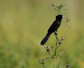 White-winged Widowbird, Pilanesberg National Park