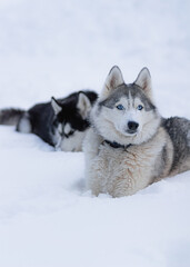 Two husky dogs are resting on the  snow.
