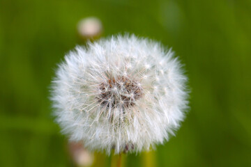 Close-up of a flowering dandelion in a meadow in the summer or spring.
