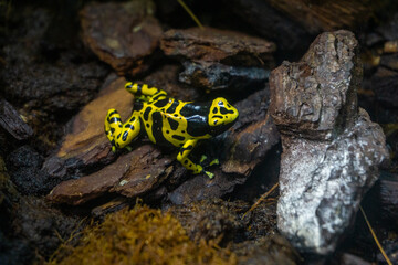 frog