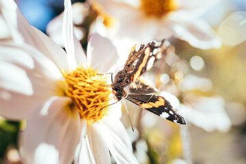 Admiral Schmetterling auf einer Blume.